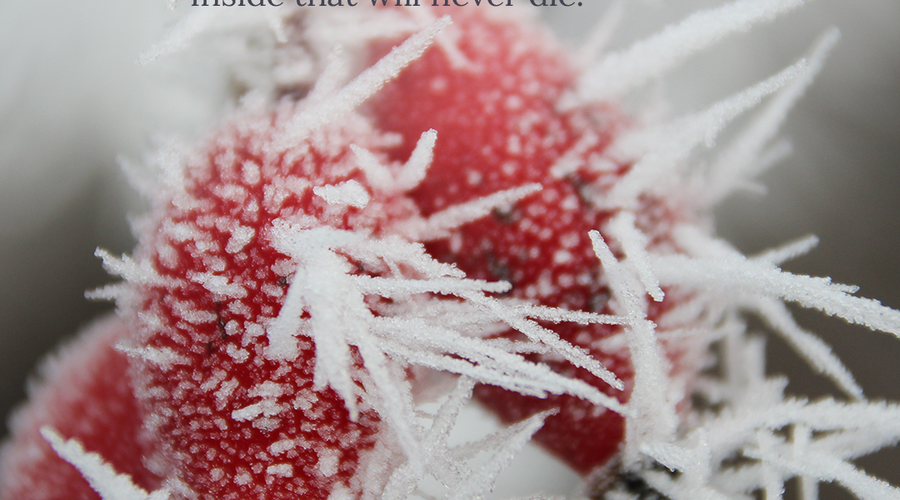 Enchanting Whispers of Winter—Day Two-03