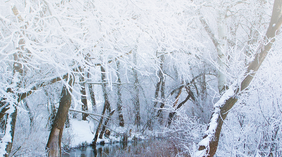 Enchanting Whispers of Winter—Day Fourteen-02