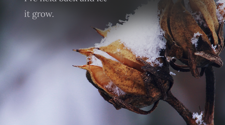 Enchanting Whispers of Winter—Day Fifteen-03