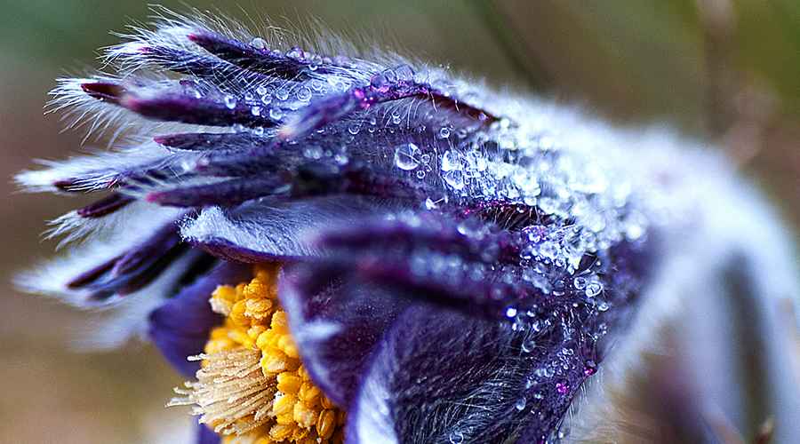 Enchanting Whispers of Spring – Affirmation 16-03