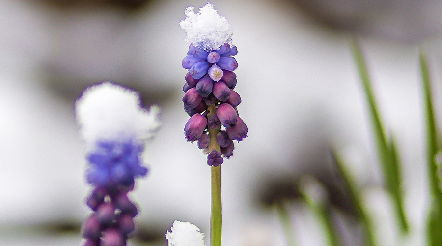 Enchanting Whispers of Spring – Affirmation 17-03