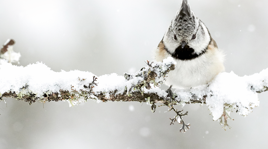 Enchanting Whispers of Winter—Day Twenty-Seven-02
