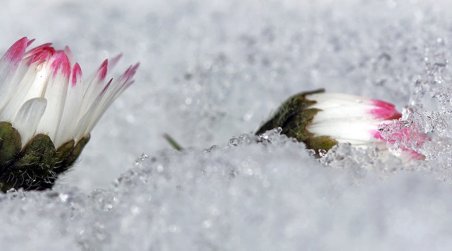 Enchanting Whispers of Winter—Day Twenty-Seven-03