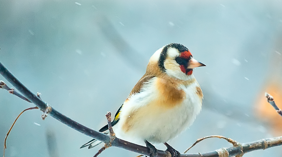 Enchanting Whispers of Winter—Day Twenty-Eight-01