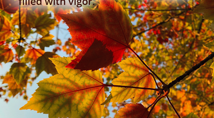 Enchanting Whispers of Autumn—Day Three-01