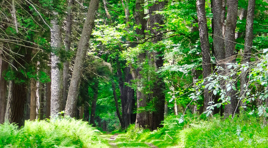 Enchanting Whispers of Summer—03-02