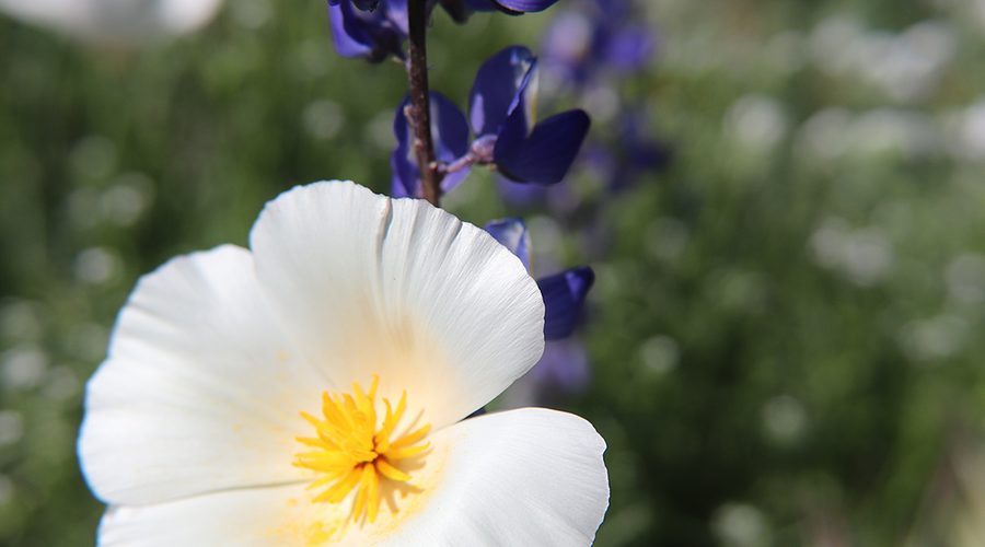 Enchanting Whispers of Summer—04-01