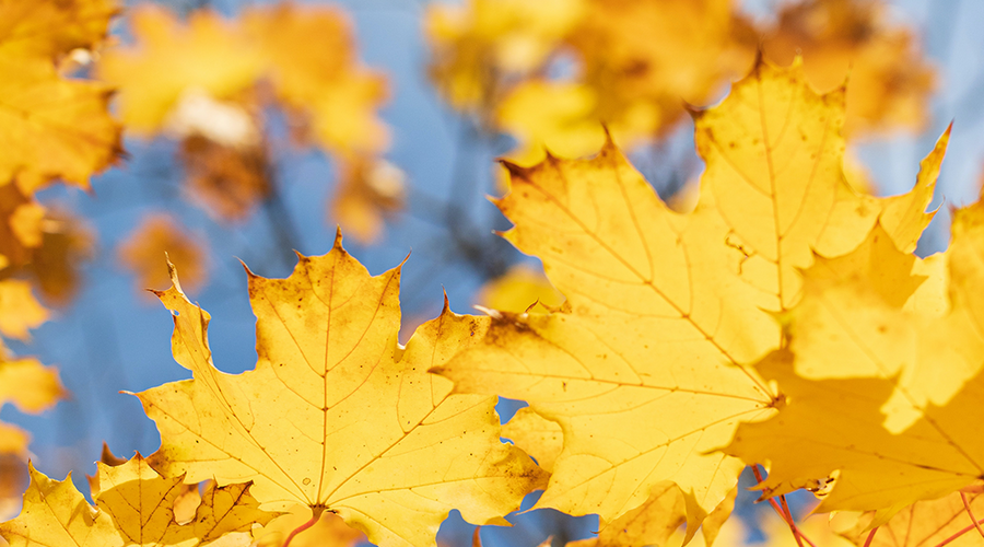 Enchanting Whispers of Autumn—Day Seven-02