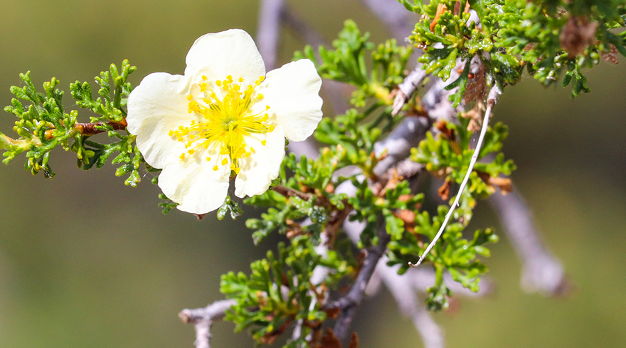Enchanting Whispers of Summer—07-03