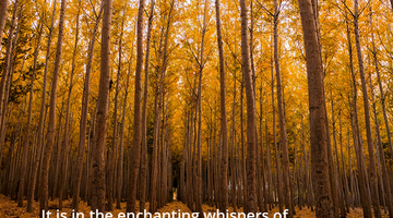 Enchanting Whispers of Autumn—Day Nine-01