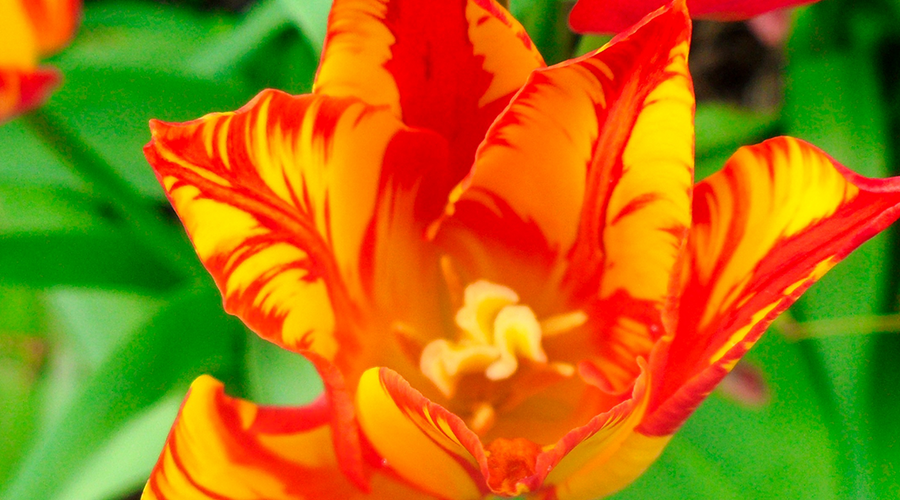 Enchanting Whispers of Summer—13-01