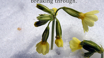 Enchanting Whispers of Spring – Affirmation 15-02