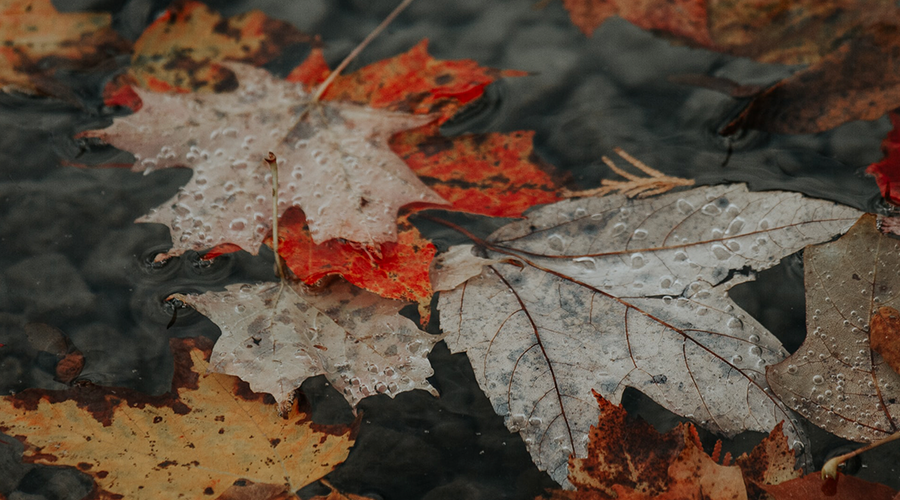 Enchanting Whispers of Autumn—Day Eighteen-01