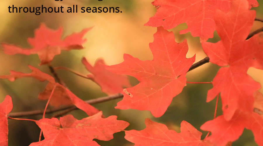 Enchanting Whispers of Autumn—Day Nineteen-02