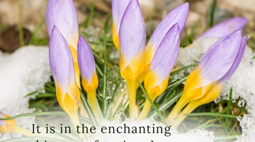 Enchanting Whispers of Spring – Affirmation 20-02