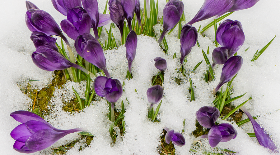Enchanting Whispers of Winter—Day Twenty-Three-02