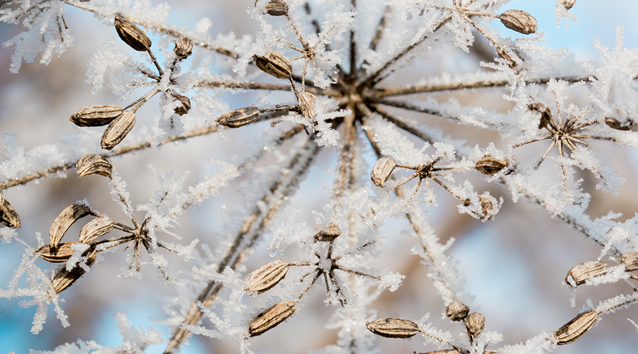 Enchanting Whispers of Winter—Day Twenty-Four-03
