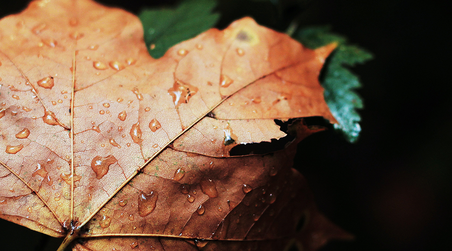 Enchanting Whispers of Autumn—Day Twenty-Eight-02