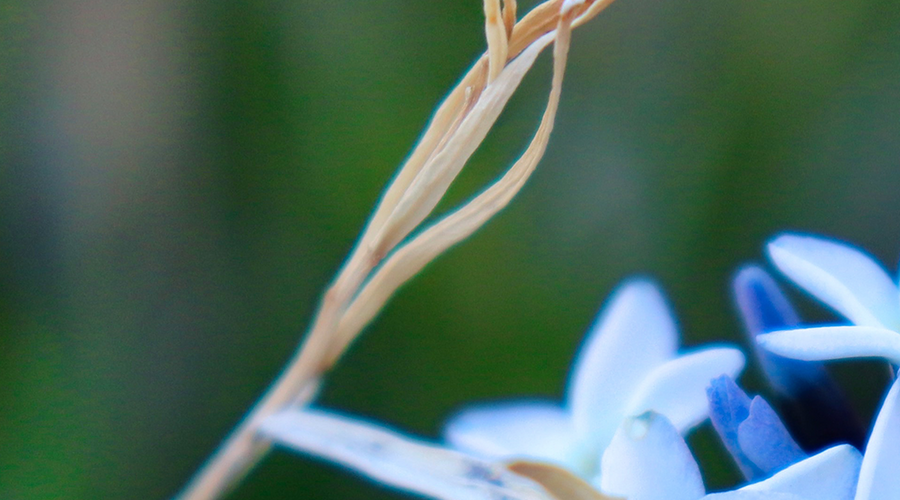 Enchanting Whispers of Summer—28-03