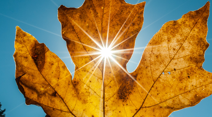 Enchanting Whispers of Autumn—Day Twenty-Nine-02