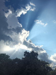 Sunlight streaming through dramatic clouds above the trees in the Homestead grove.