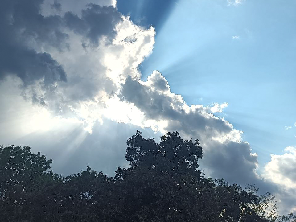 Sunlight streaming through dramatic clouds above the trees in the Homestead grove.